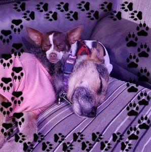 Meet your Posher, Grace monteiro